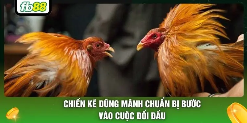 Chiến kê dũng mãnh chuẩn bị bước vào cuộc đối đầu