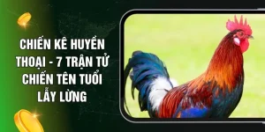 Chiến Kê Huyền Thoại - 7 Trận Tử Chiến Tên Tuổi Lẫy Lừng