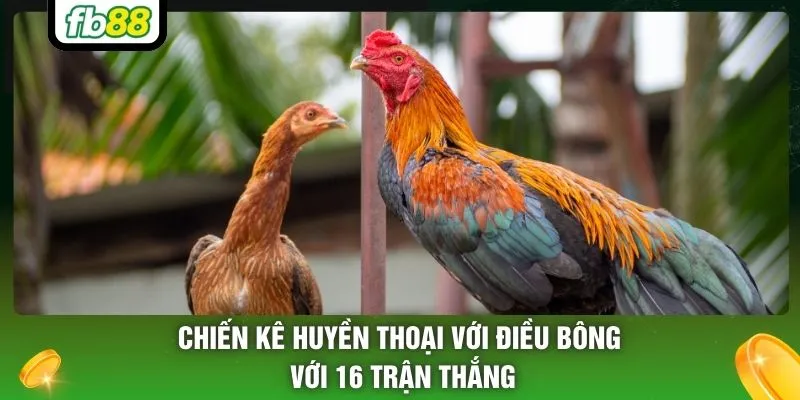 Chiến kê huyền thoại với Điều Bông với 16 trận thắng