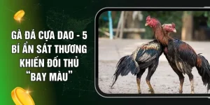 Gà Đá Cựa Dao - 5 Bí Ẩn Sát Thương Khiến Đối Thủ “Bay Màu”