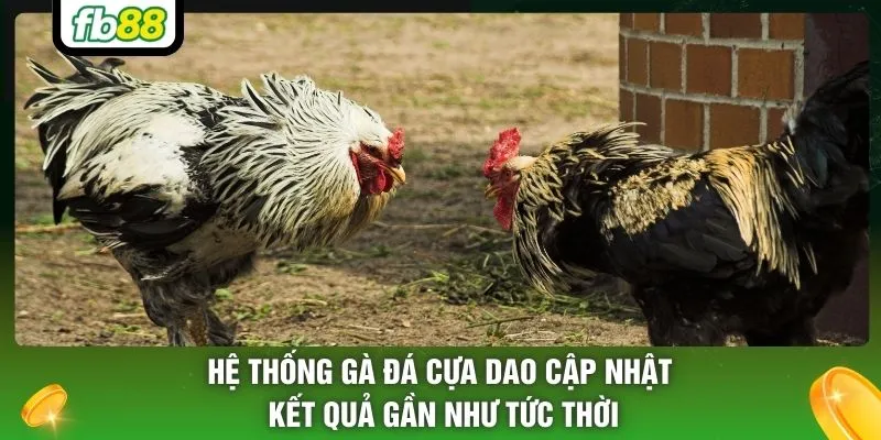 Hệ thống gà đá cựa dao cập nhật kết quả gần như tức thời