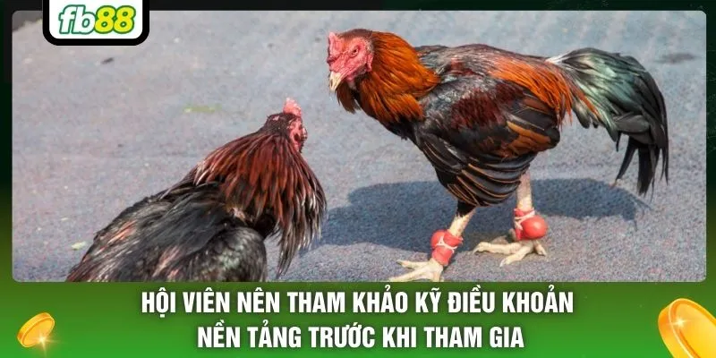 Hội viên nên tham khảo kỹ điều khoản nền tảng trước khi tham gia