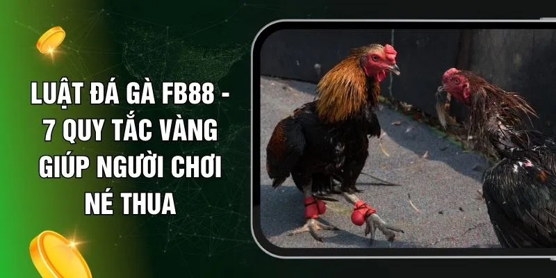 Luật Đá Gà FB88 - 7 Quy Tắc Vàng Giúp Người Chơi Né Thua