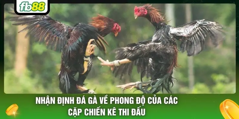 Nhận định đá gà về phong độ của các cặp chiến kê thi đấu
