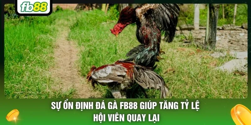 Sự ổn định đá gà FB88 giúp tăng tỷ lệ hội viên quay lại