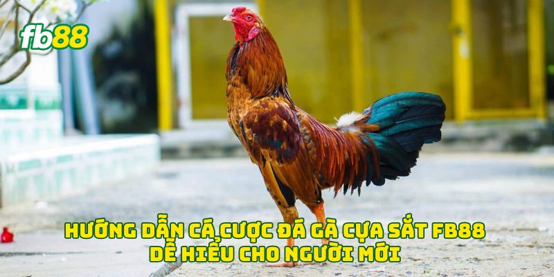 Hướng dẫn cá cược đá gà cựa sắt Fb88 dễ hiểu cho người mới