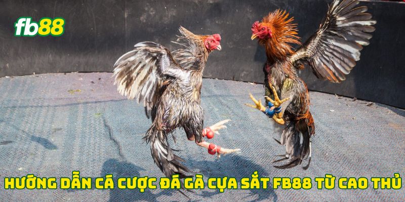 Hướng dẫn cá cược đá gà cựa sắt Fb88 từ cao thủ