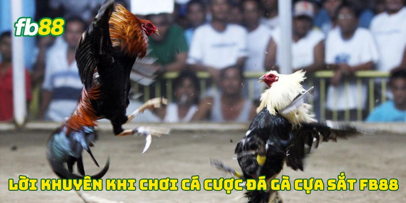 Lời khuyên khi chơi cá cược đá gà cựa sắt Fb88